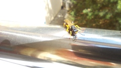 Sceliphron destillatorium