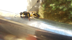 Sceliphron destillatorium