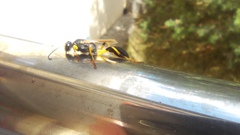 Sceliphron destillatorium