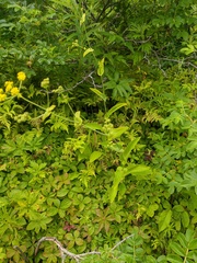 Bupleurum longiradiatum