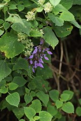 Coleus autranii