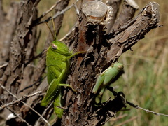 Aiolopus strepens