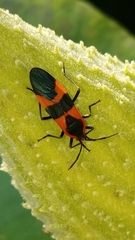 Oncopeltus fasciatus