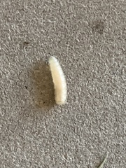 Diptera