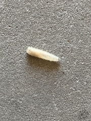 Diptera