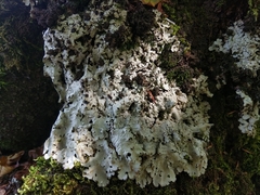 Ricasolia amplissima