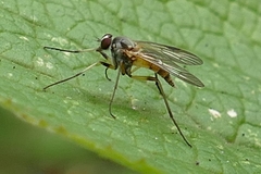 Rhagio lineola