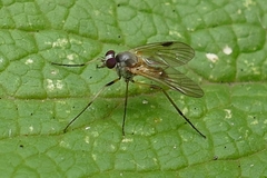 Rhagio lineola