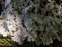 Ricasolia amplissima