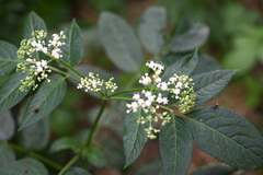 Sambucus javanica