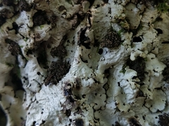 Ricasolia amplissima