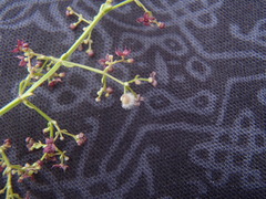 Galium wrightii