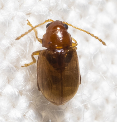 Glyptina