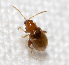 Glyptina