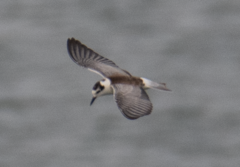 Chlidonias leucopterus