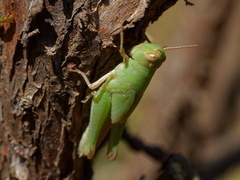 Aiolopus strepens
