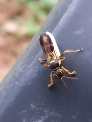 Psammaletes