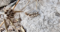 Acrotylus insubricus