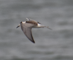 Chlidonias leucopterus