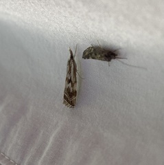 Catoptria oregonicus