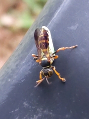 Psammaletes