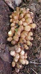 Hemipholiota populnea