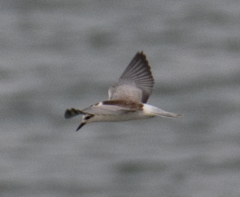 Chlidonias leucopterus