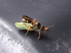 Psammaletes