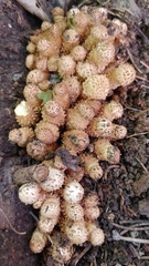 Hemipholiota populnea