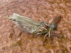 Stylurus