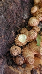 Hemipholiota populnea
