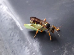 Psammaletes