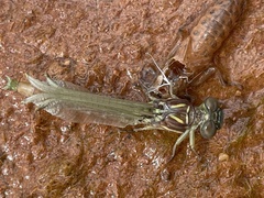 Stylurus