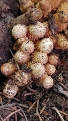 Hemipholiota populnea
