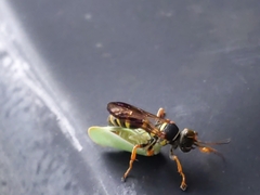 Psammaletes