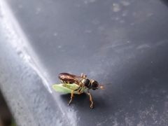 Psammaletes