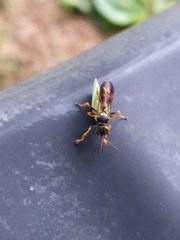 Psammaletes
