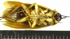 Ischnoptera