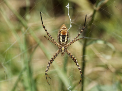 Argiope trifasciata