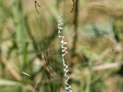 Argiope trifasciata