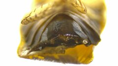 Ischnoptera amazonica