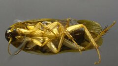 Ischnoptera amazonica