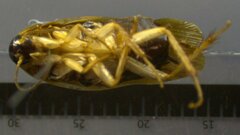 Ischnoptera amazonica