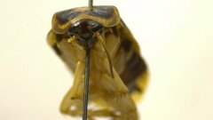 Ischnoptera amazonica