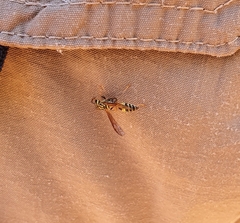 Polybia fastidiosuscula