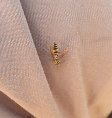 Polybia fastidiosuscula