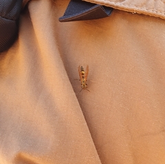 Polybia fastidiosuscula