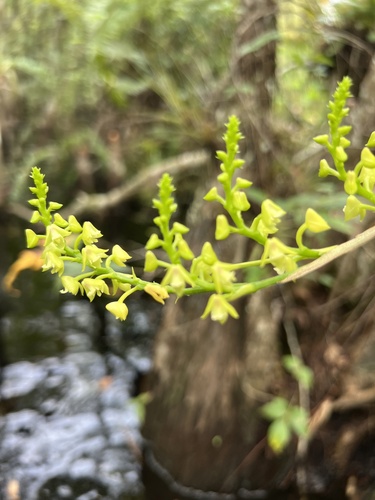 Polystachya concreta