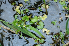 Ranunculus hederaceus