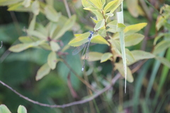 Lestes forcipatus